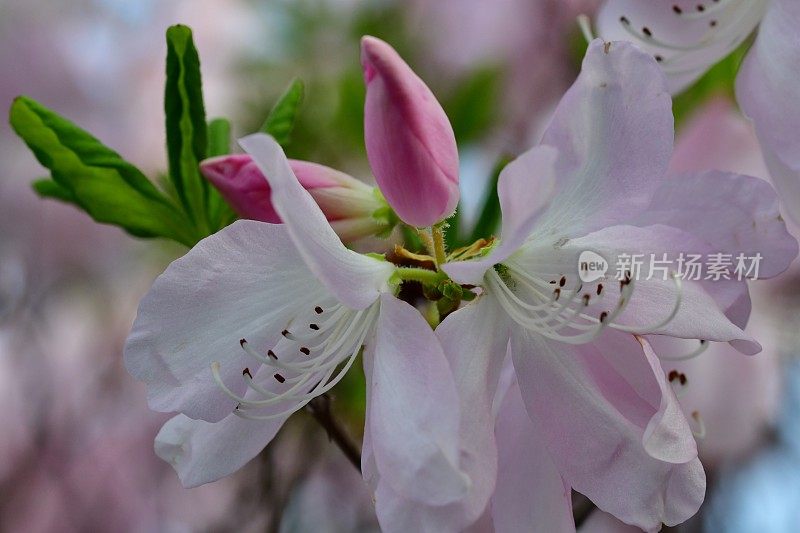 杜鹃花/皇家杜鹃花